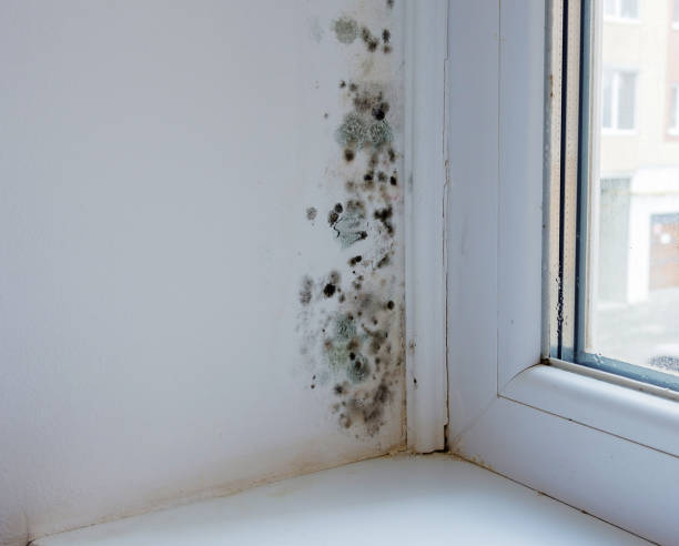 Anti Bacterial & Anti Fungal Wall Coating