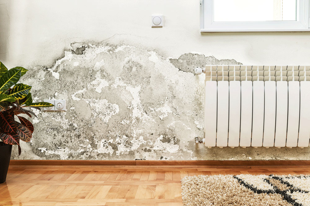 Anti Bacterial & Anti Fungal Wall Coating